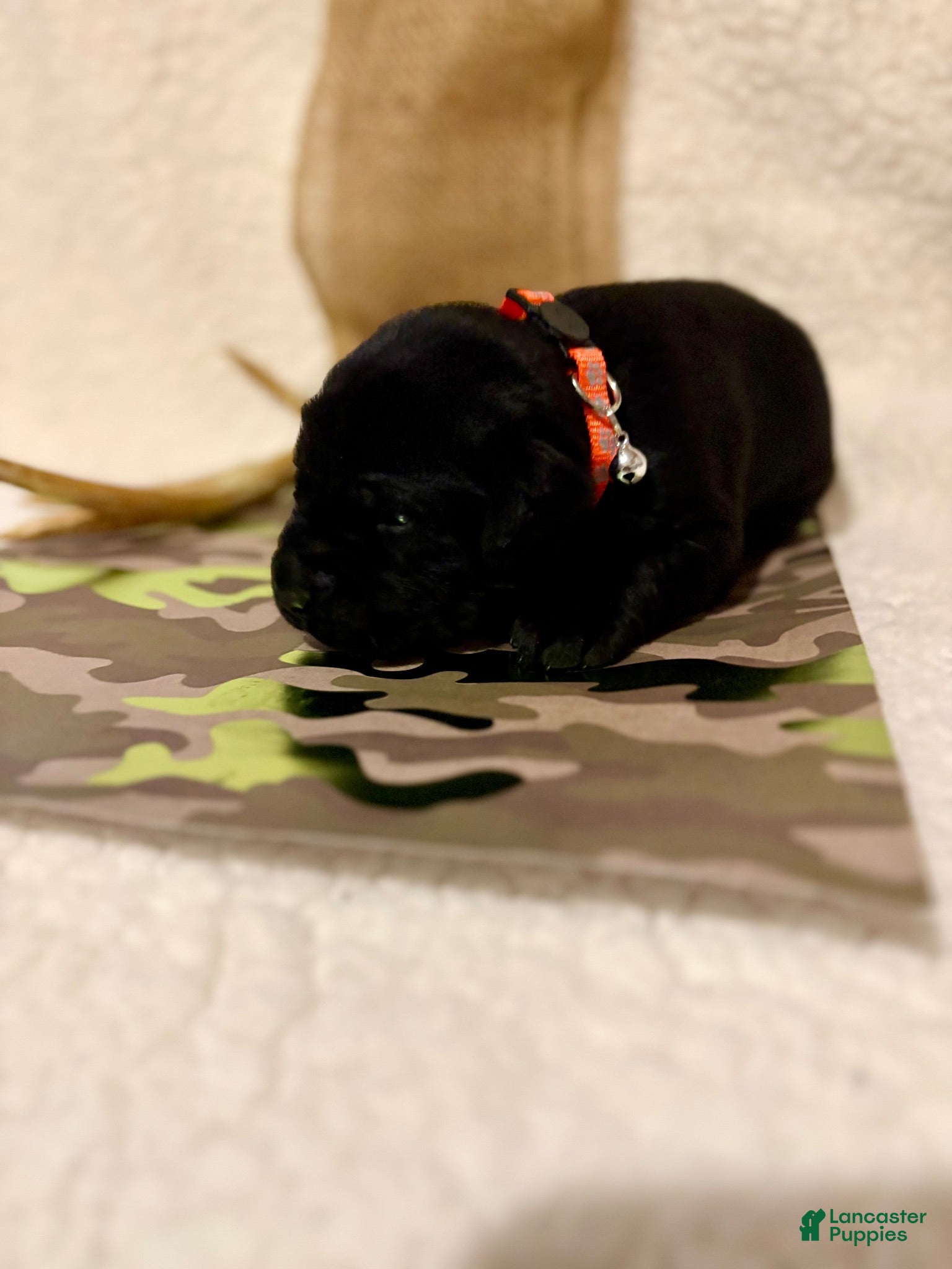 Labrador Retriever dogs Labrador Retriever black male orange collar - Ad 2