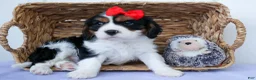Cavalier King Charles Spaniel dogs for sale: Winston 🐶 - Ad 12