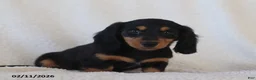 Miniature Dachshund dogs for sale: Lance  - Ad 3