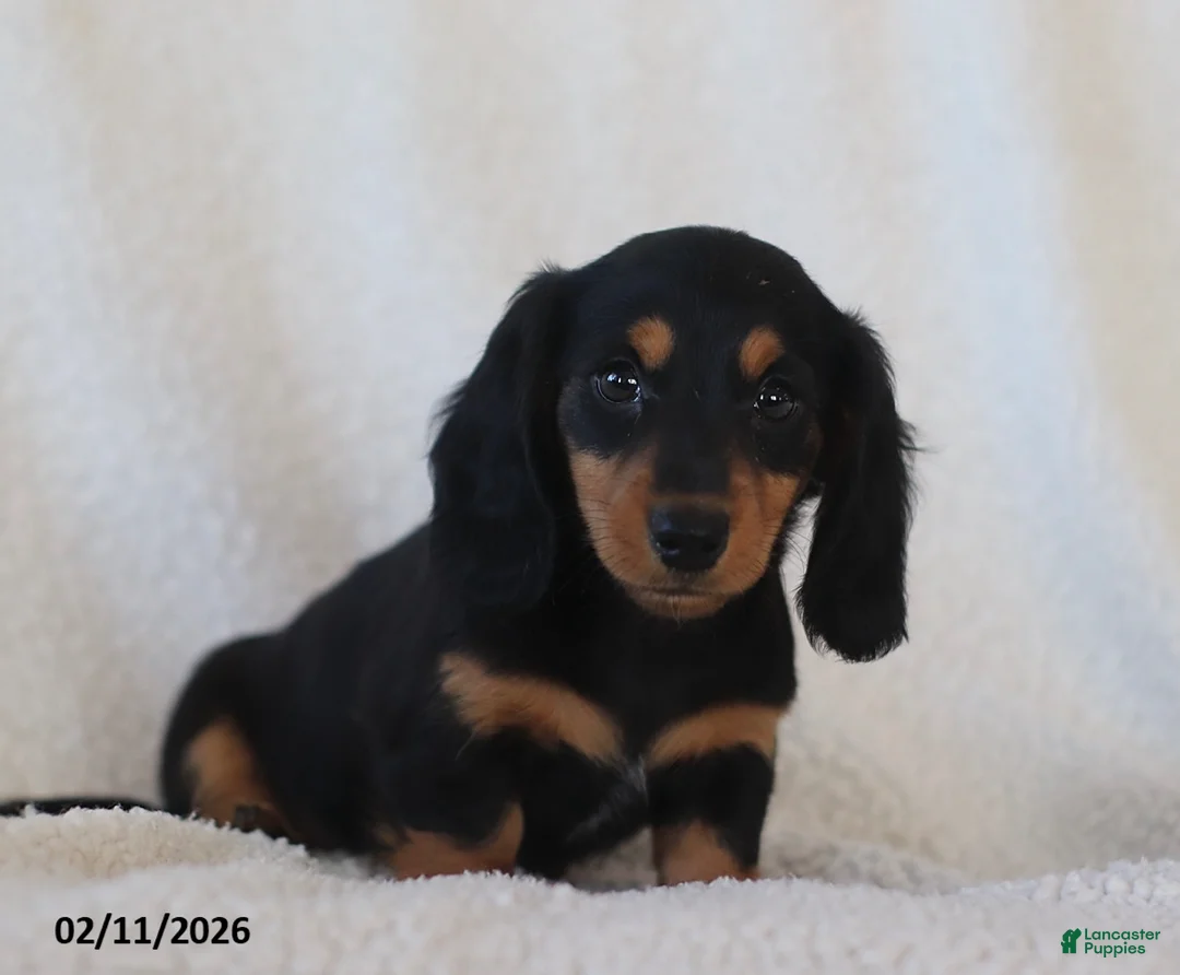 Miniature Dachshund dogs for sale: Lance  - Ad 3