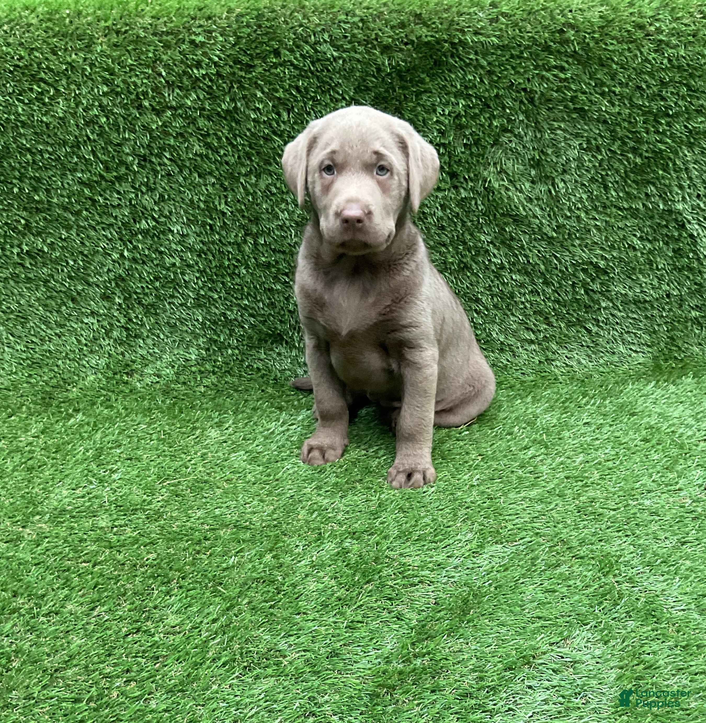 Labrador Retriever dogs Chloe - Ad 1