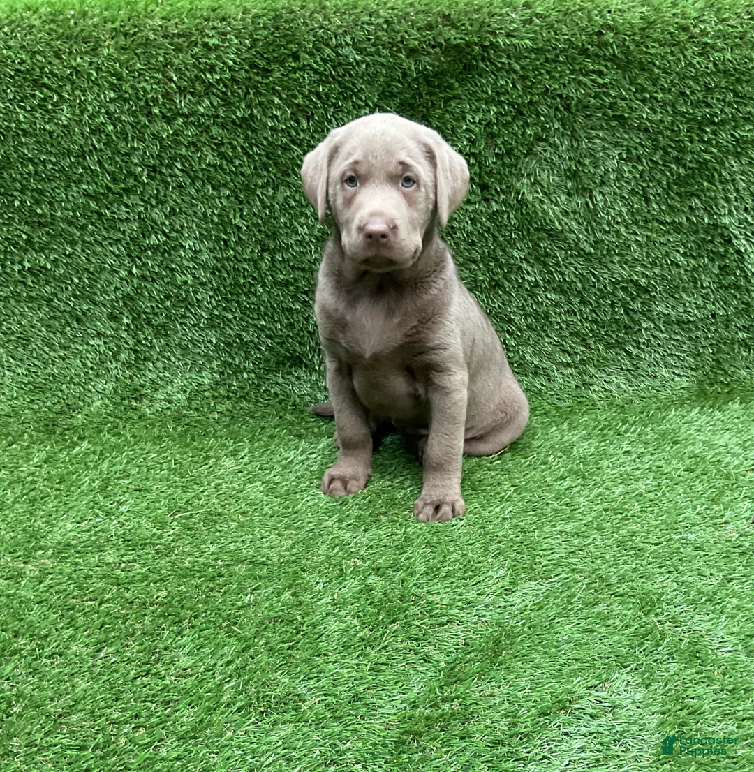 Labrador Retriever dogs for sale: Chloe - Ad 1