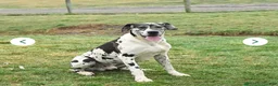 Great Dane dogs for sale: Dino - Ad 8
