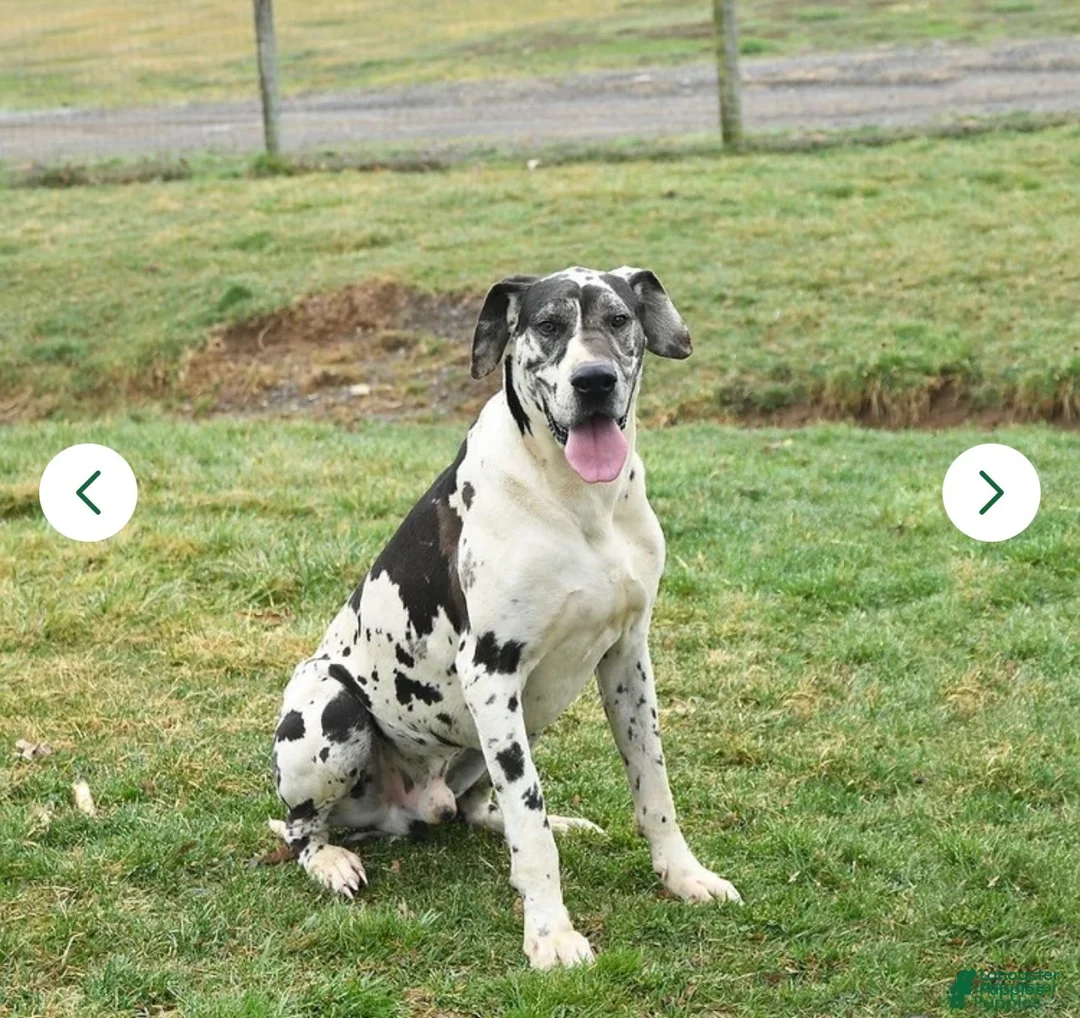Great Dane dogs for sale: Dino - Ad 8