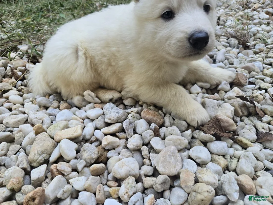 German Shepherd dogs for sale: SnowBall - Ad 4