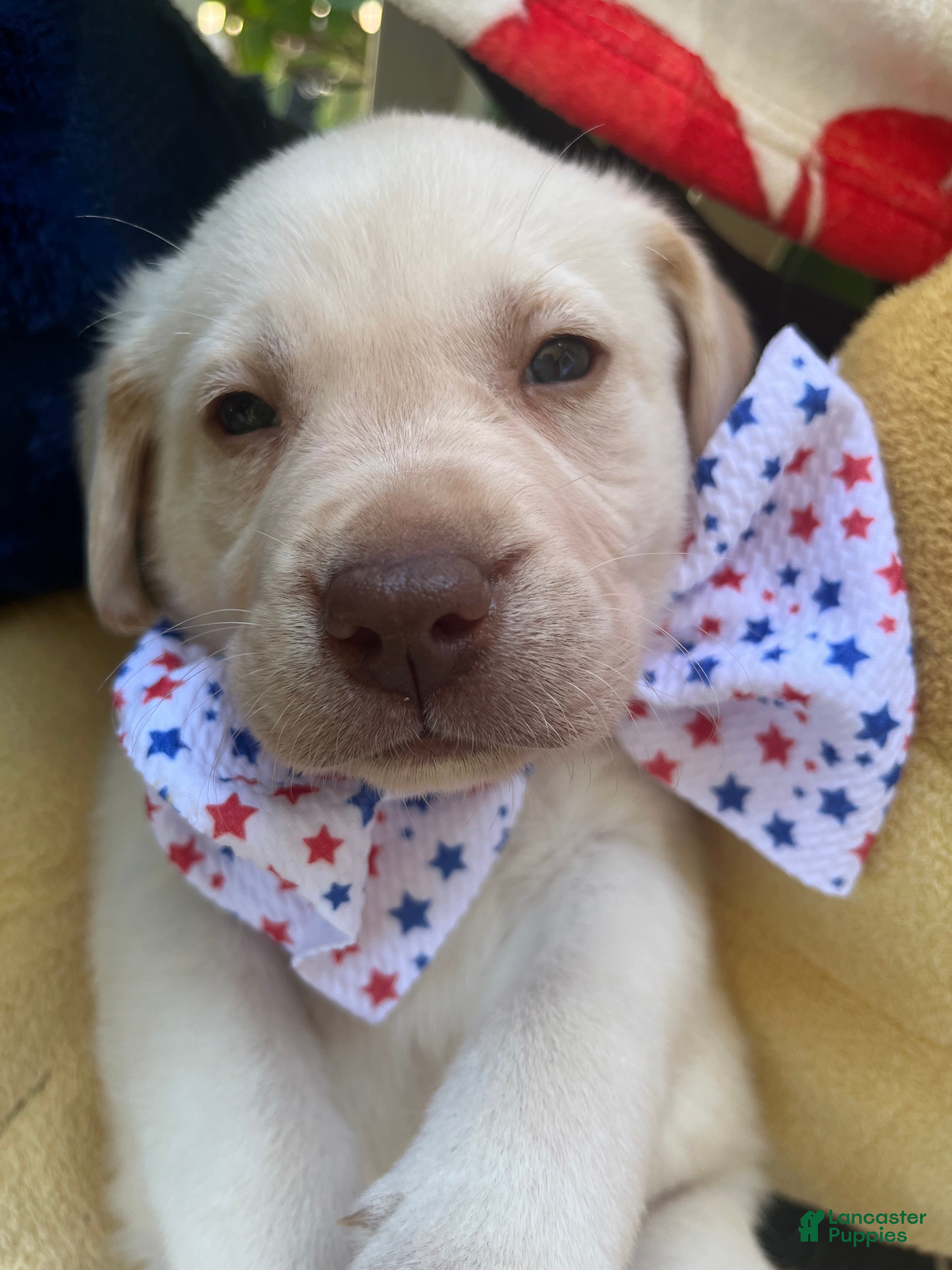 Labrador Retriever dogs Ernest T Bass - Ad 2