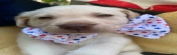 Labrador Retriever dogs for sale: Ernest T Bass - Ad 2