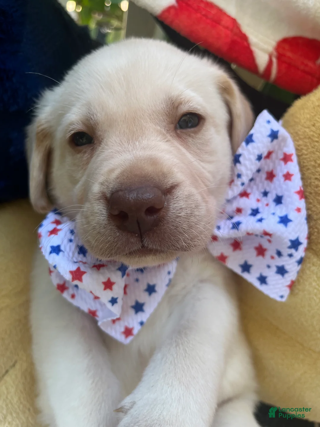 Labrador Retriever dogs for sale: Ernest T Bass - Ad 2