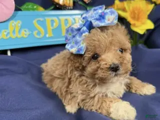 Toy Poodle dogs Peanut - Ad 28