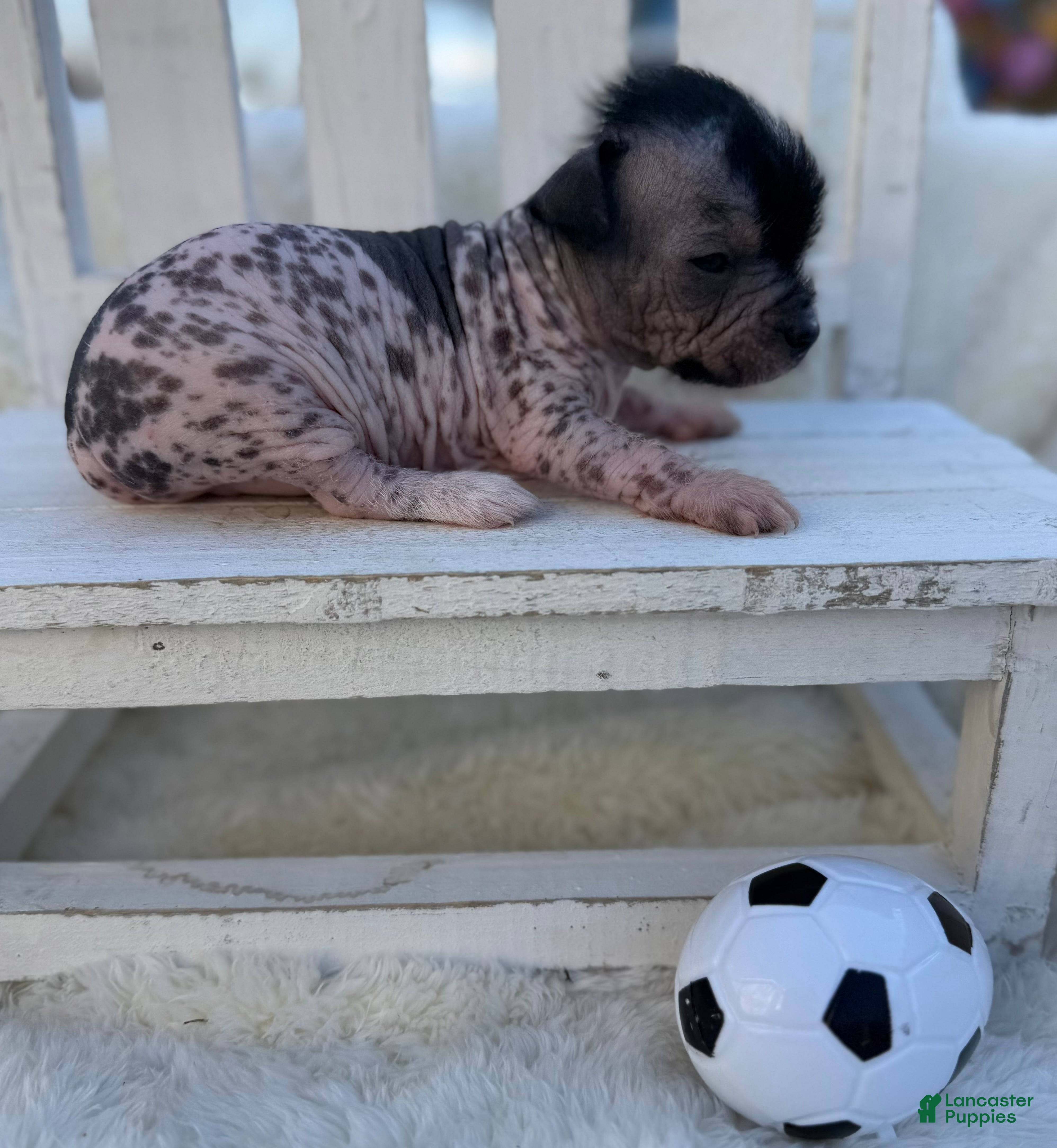 Mixed Breed dogs Mixed Breed Puppy 4 - Ad 18