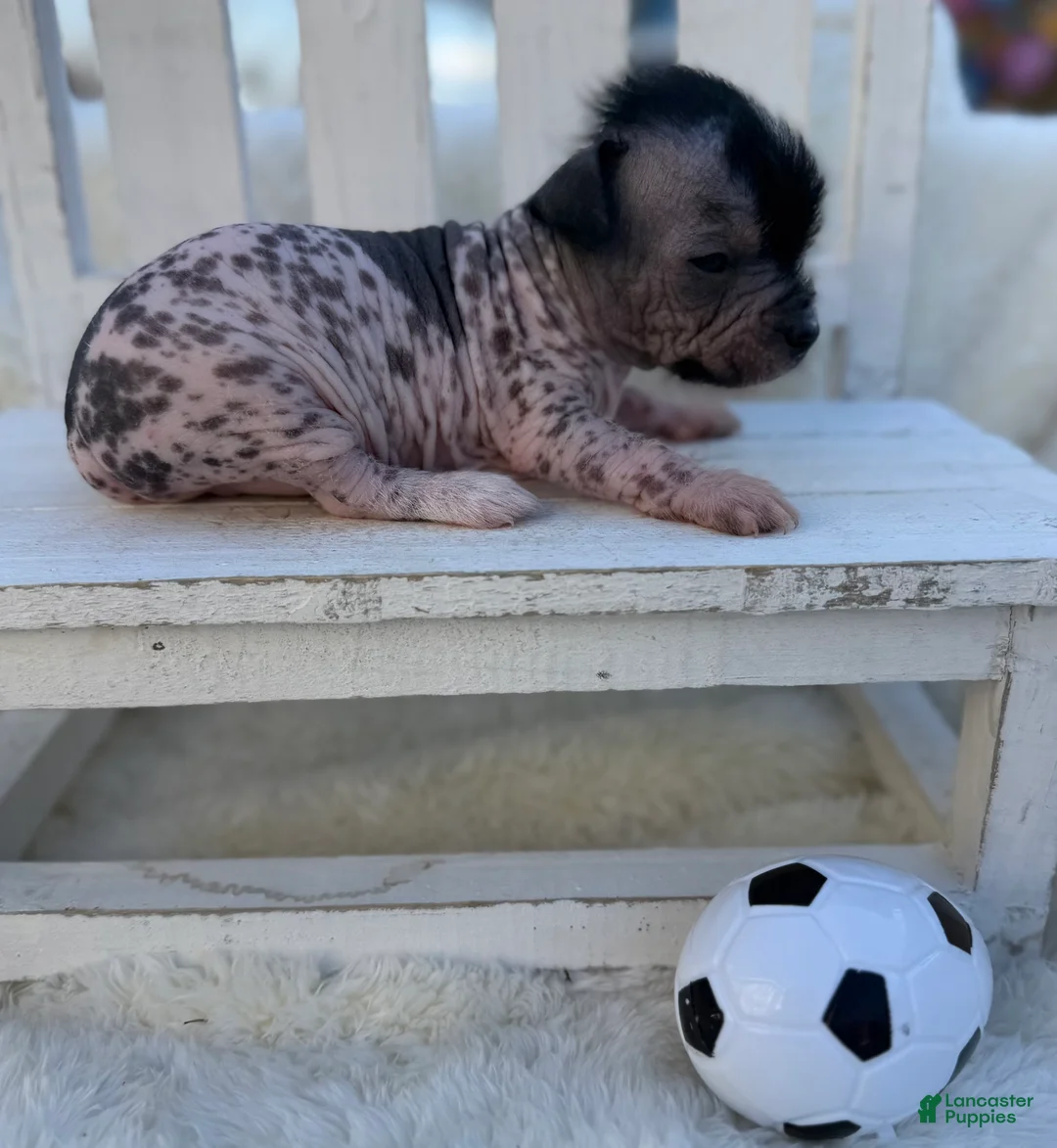 Mixed Breed dogs for sale: Mixed Breed Puppy 4 - Ad 1