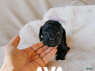 Goldendoodle dogs Ava - Ad 33