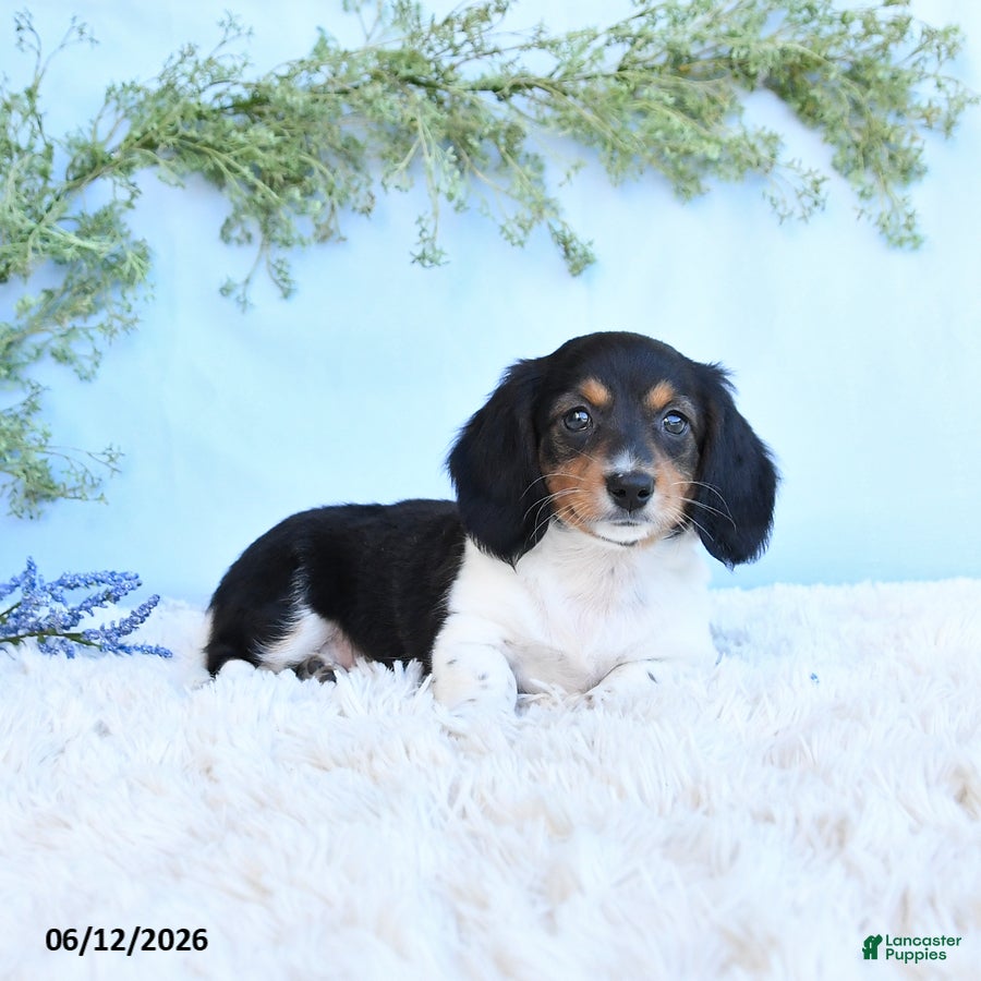 Miniature Dachshund dogs Krystal - Ad 2