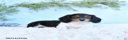 Miniature Dachshund dogs for sale: Krystal - Ad 2