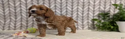 Cavapoo dogs for sale: Arlo - Ad 9