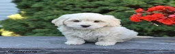 Mixed Breed dogs for sale: Felix - Ad 3