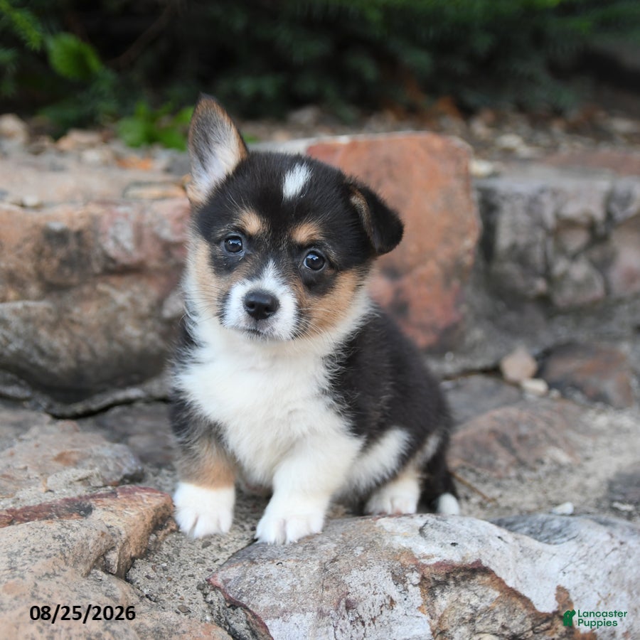 Welsh Corgi Pembroke dogs Baboon - Ad 1
