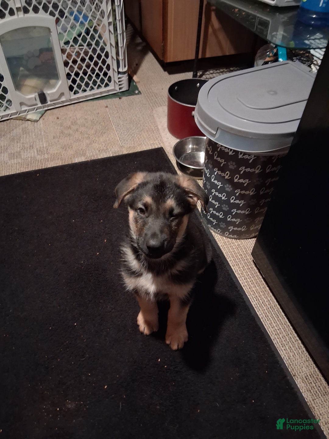 German Shepherd dogs for sale: German Shepherd Puppy 2 - Ad 1