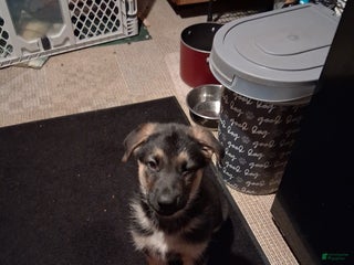 German Shepherd dogs German Shepherd Puppy 2 - Ad 9