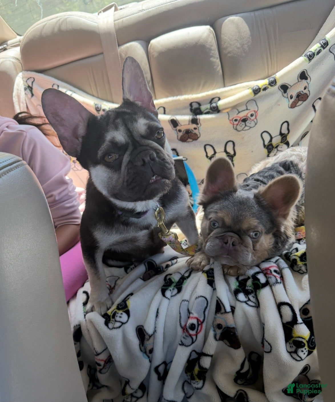 French Bulldog dogs French Bulldog - Kit Kat  - Ad 2