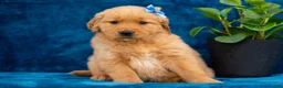 Golden Retriever dogs for sale: Tasha - Ad 1