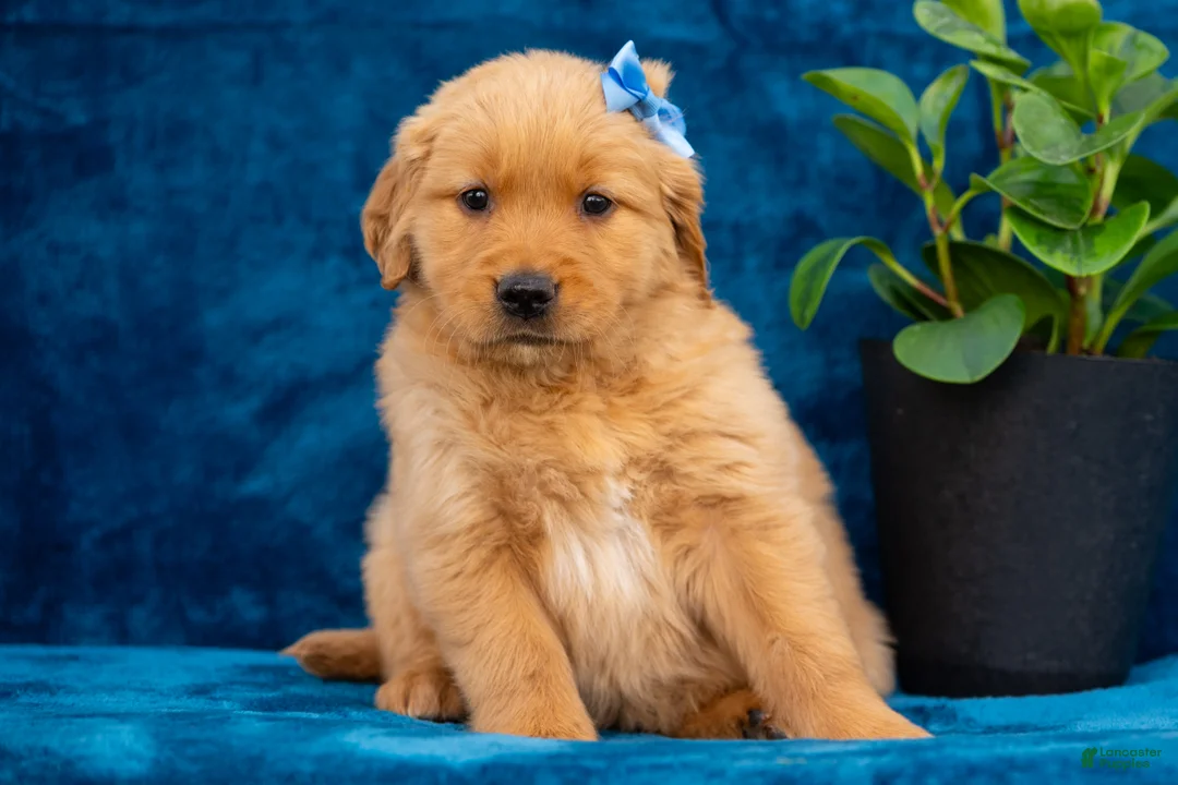 Golden Retriever dogs for sale: Tasha - Ad 1