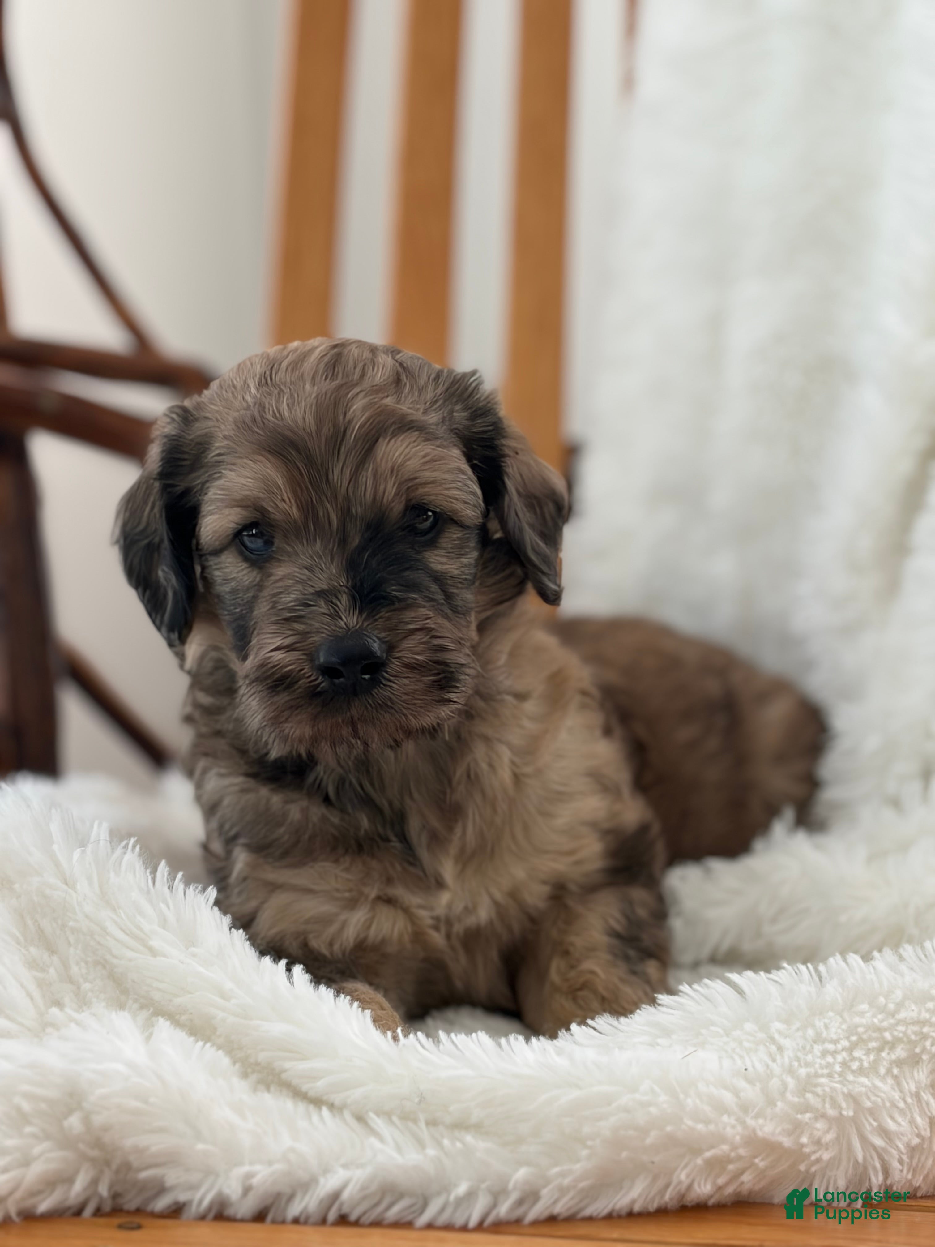 Mini Goldendoodle dogs Challenger💙🐶 - Ad 1