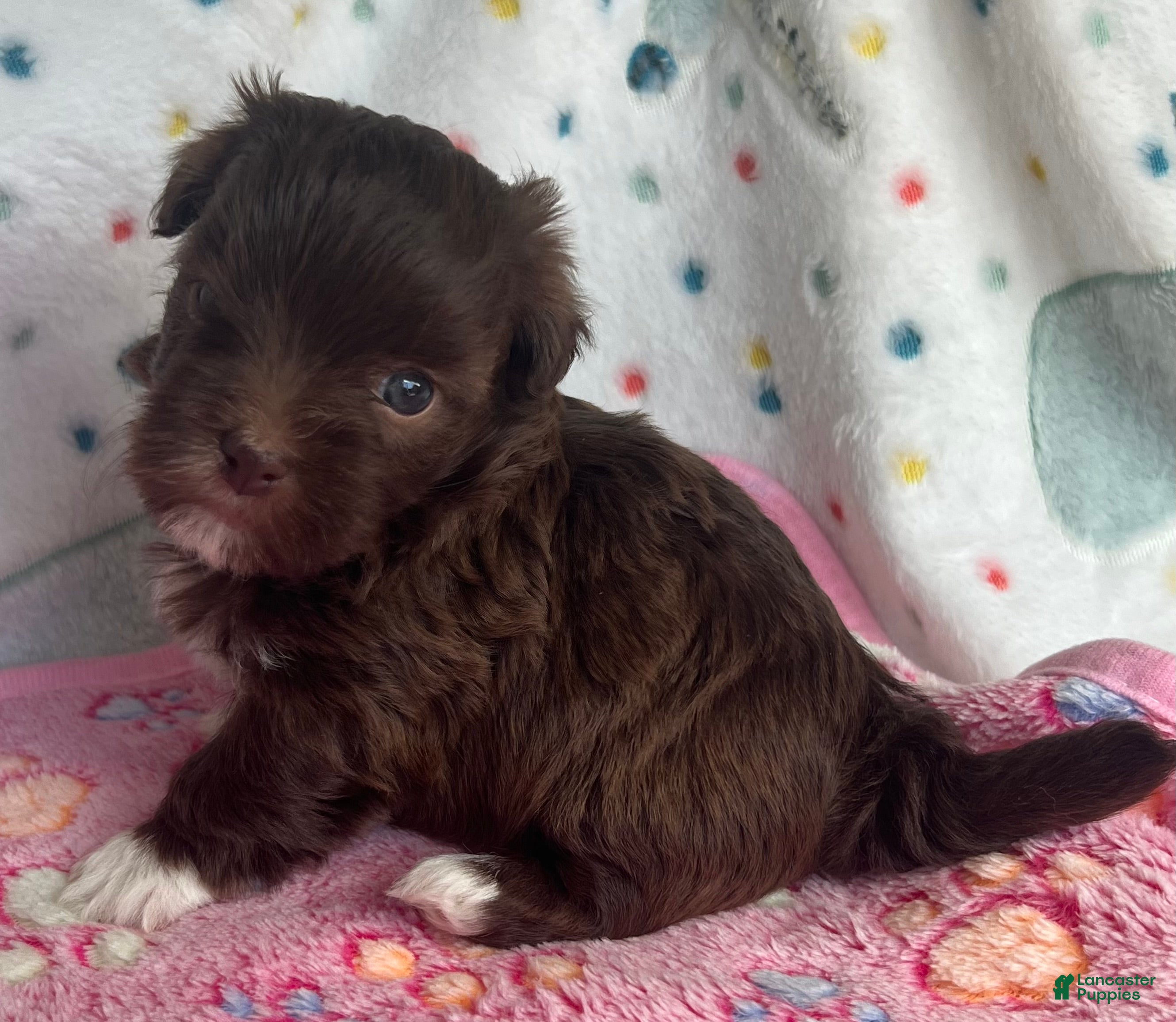 Havanese dogs Brownie - Ad 1