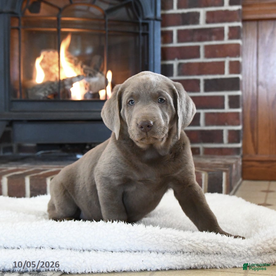 Labrador Retriever dogs Gunner - Ad 1