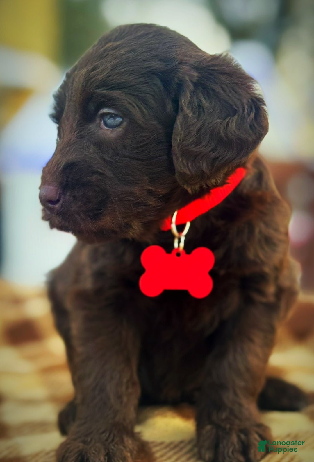 Labradoodle dogs for sale: Labradoodle Puppy 1 - Ad 7