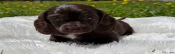 Miniature Dachshund dogs for sale: Hershel  - Ad 2