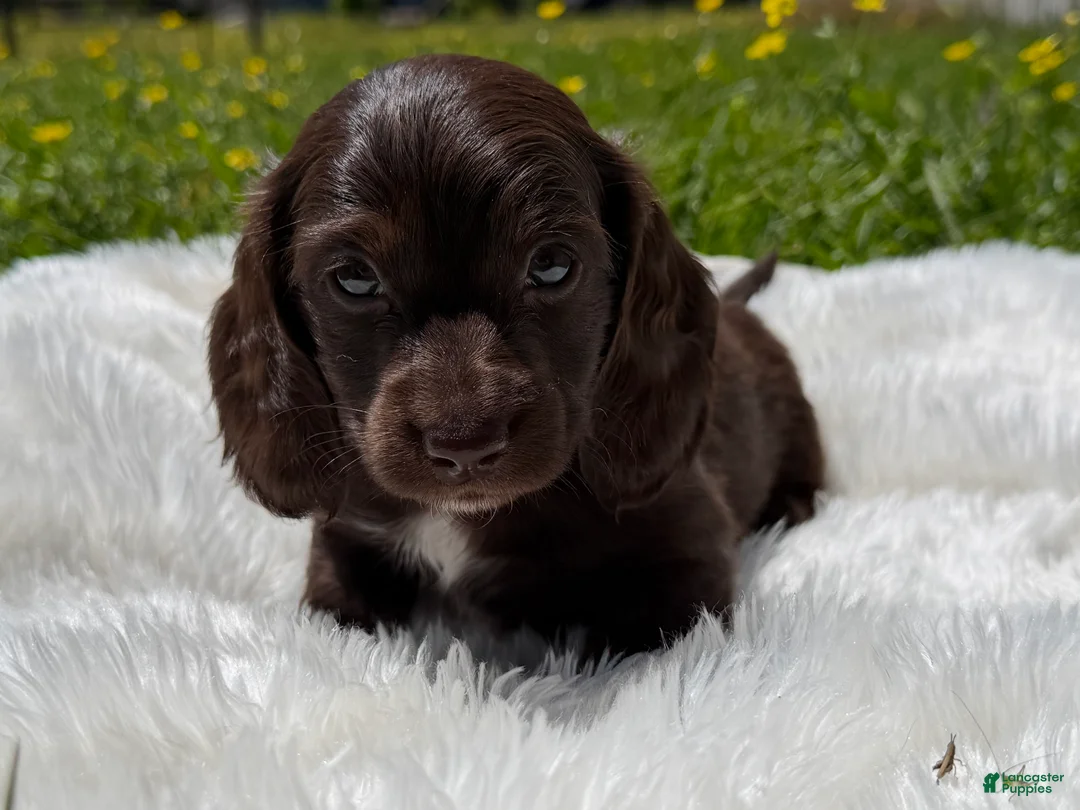 Miniature Dachshund dogs for sale: Hershel  - Ad 2