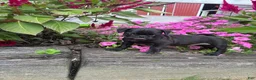 Pug dogs for sale: Millie - Ad 4