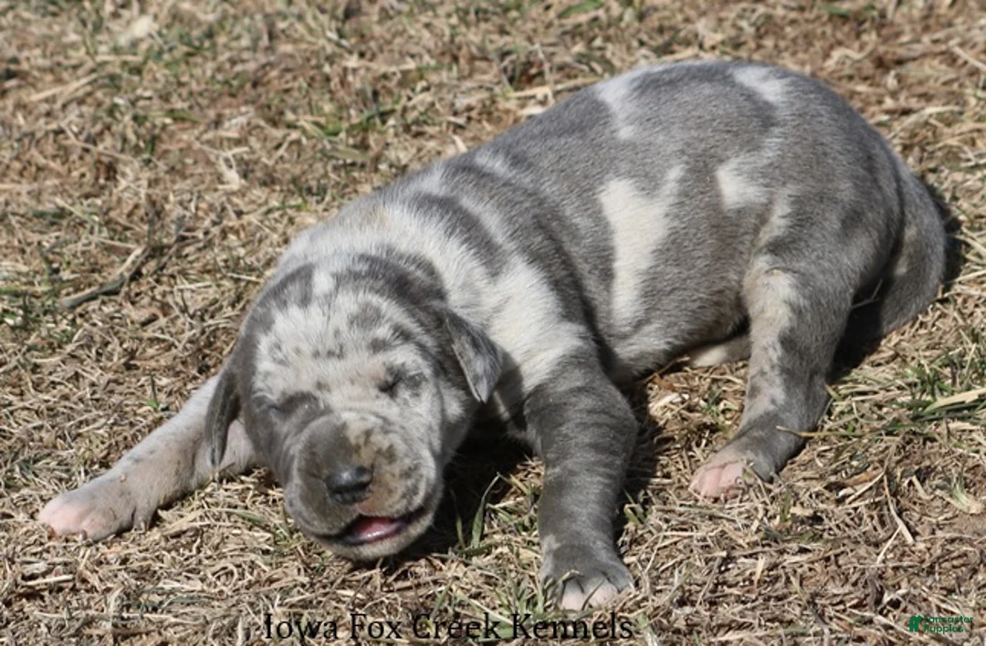 Great Dane dogs for sale: Hayley - Ad 6