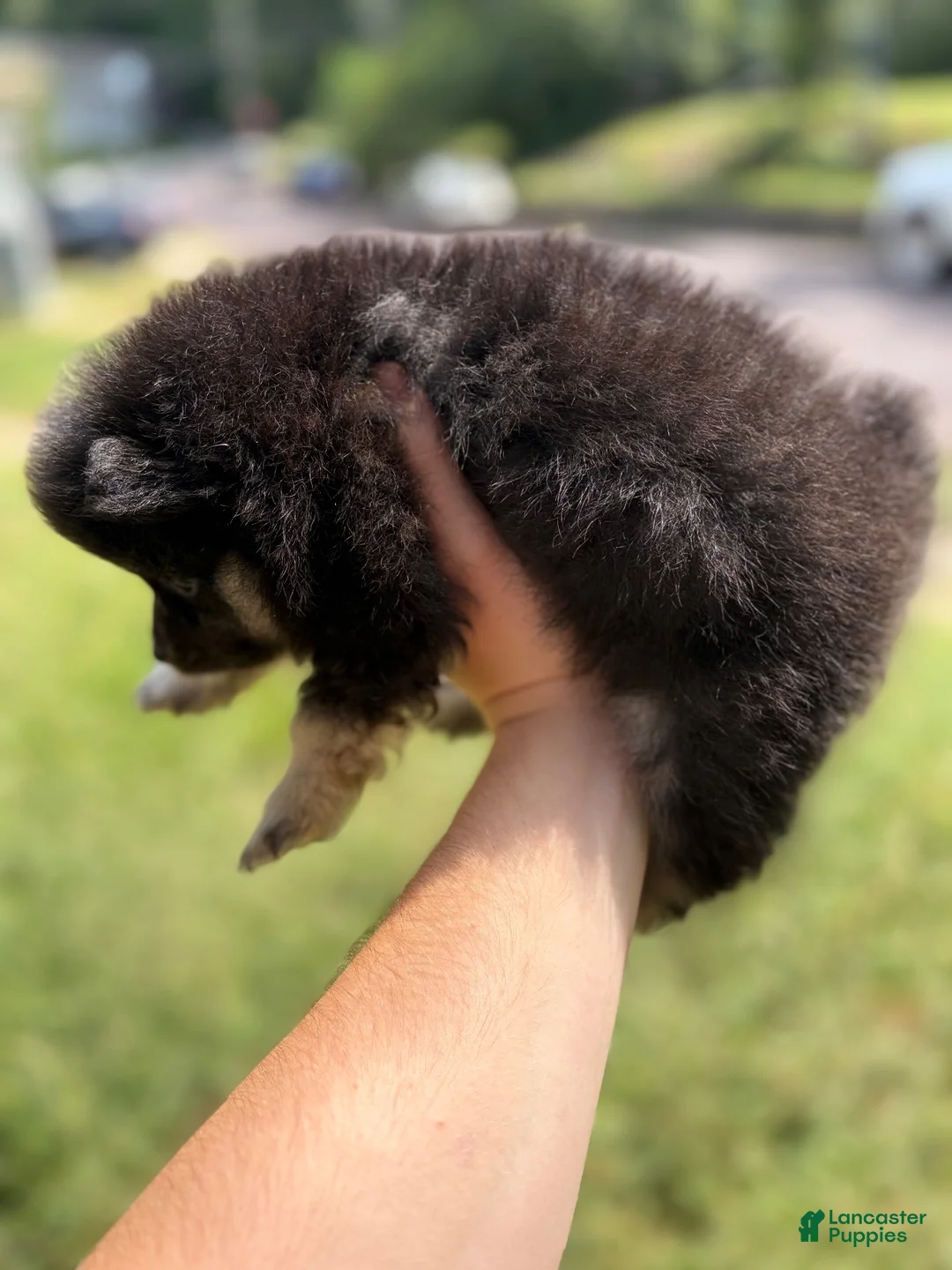 Pomeranian dogs for sale: Pomeranian 2 - Ad 3