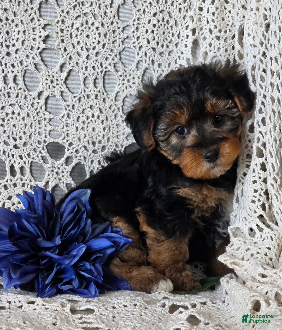 Yorkiepoo dogs for sale: Sherlock - Ad 4