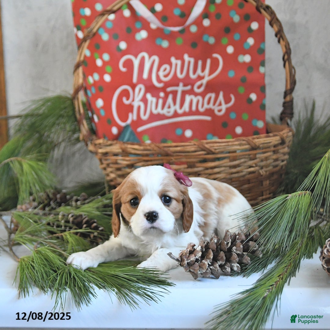 Cavalier King Charles Spaniel dogs for sale: Tinsel - Ad 4