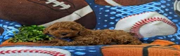 Miniature Poodle dogs for sale: Reilly - Ad 5