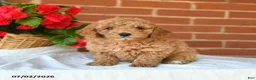Miniature Poodle dogs for sale: Chase - Ad 4