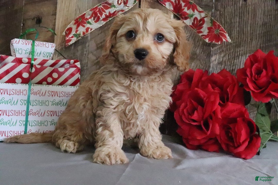 Cavapoo dogs for sale: Richard - Ad 2