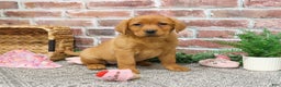 Labrador Retriever dogs for sale: Foxy  - Ad 3