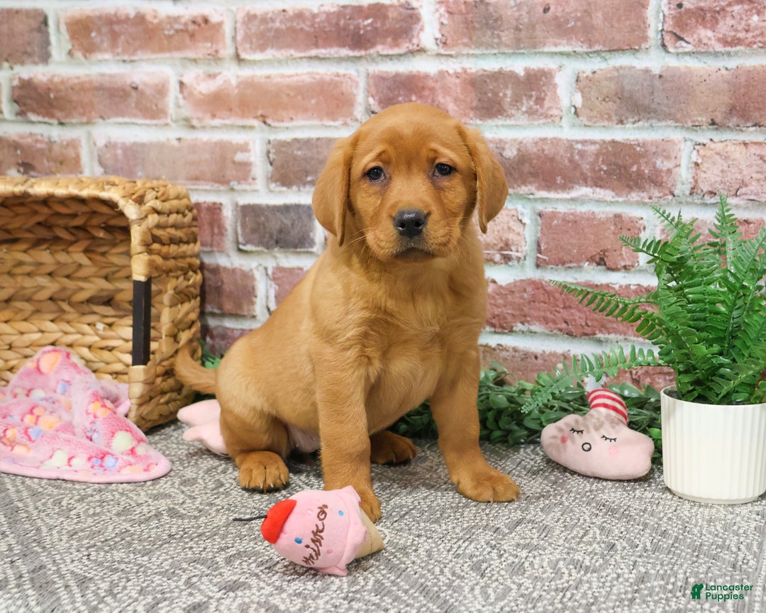 Labrador Retriever dogs for sale: Foxy  - Ad 3