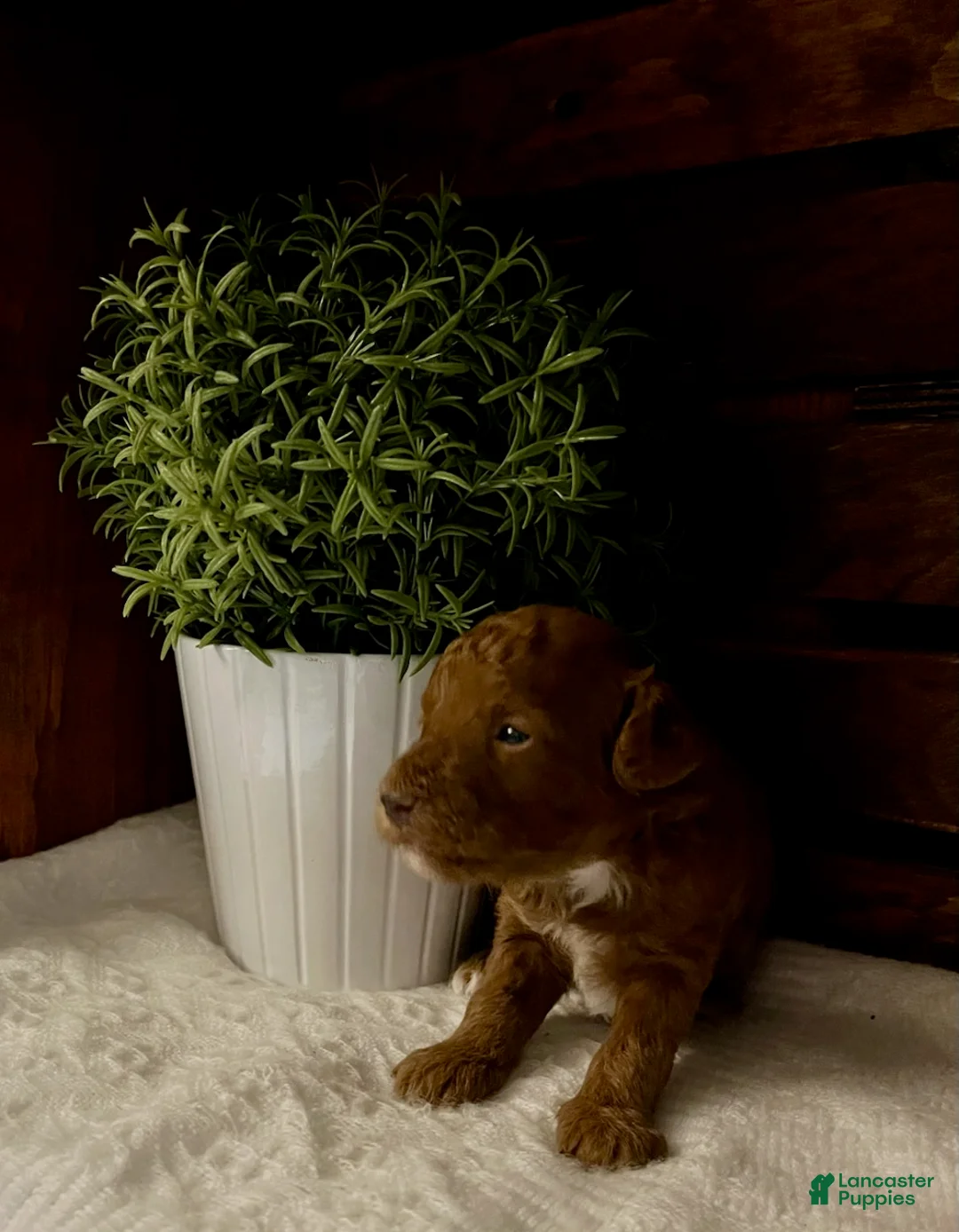 Miniature Poodle dogs for sale: Espresso - Ad 1