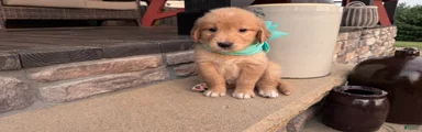 AKC Miss Sadie