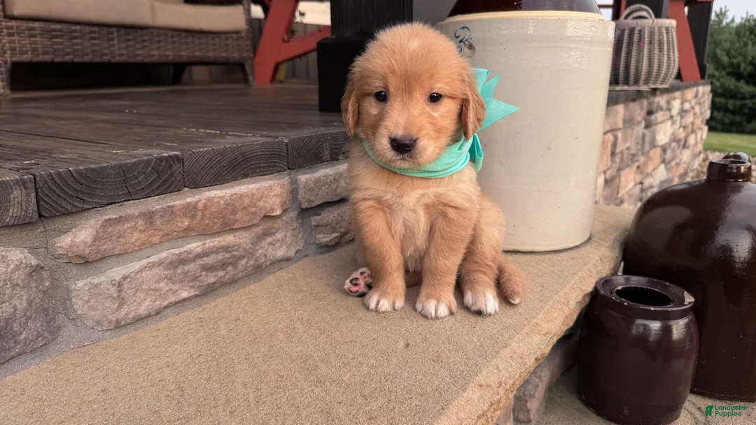 Golden Retriever dogs for sale: AKC Miss Sadie - Ad 1