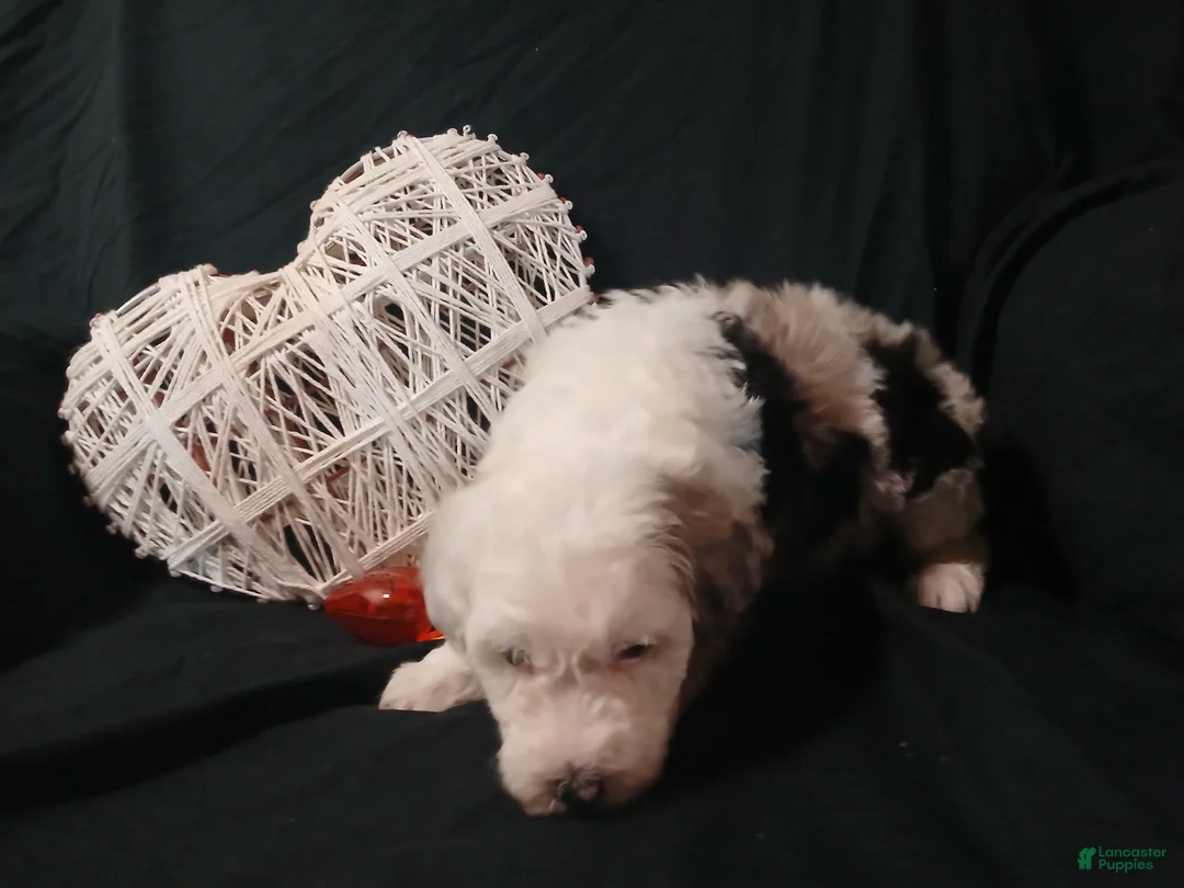 Sheepadoodle dogs for sale: Captain  - Ad 5