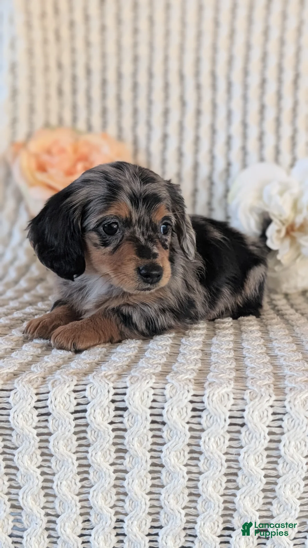 Miniature Dachshund dogs for sale: Lucy - Ad 7