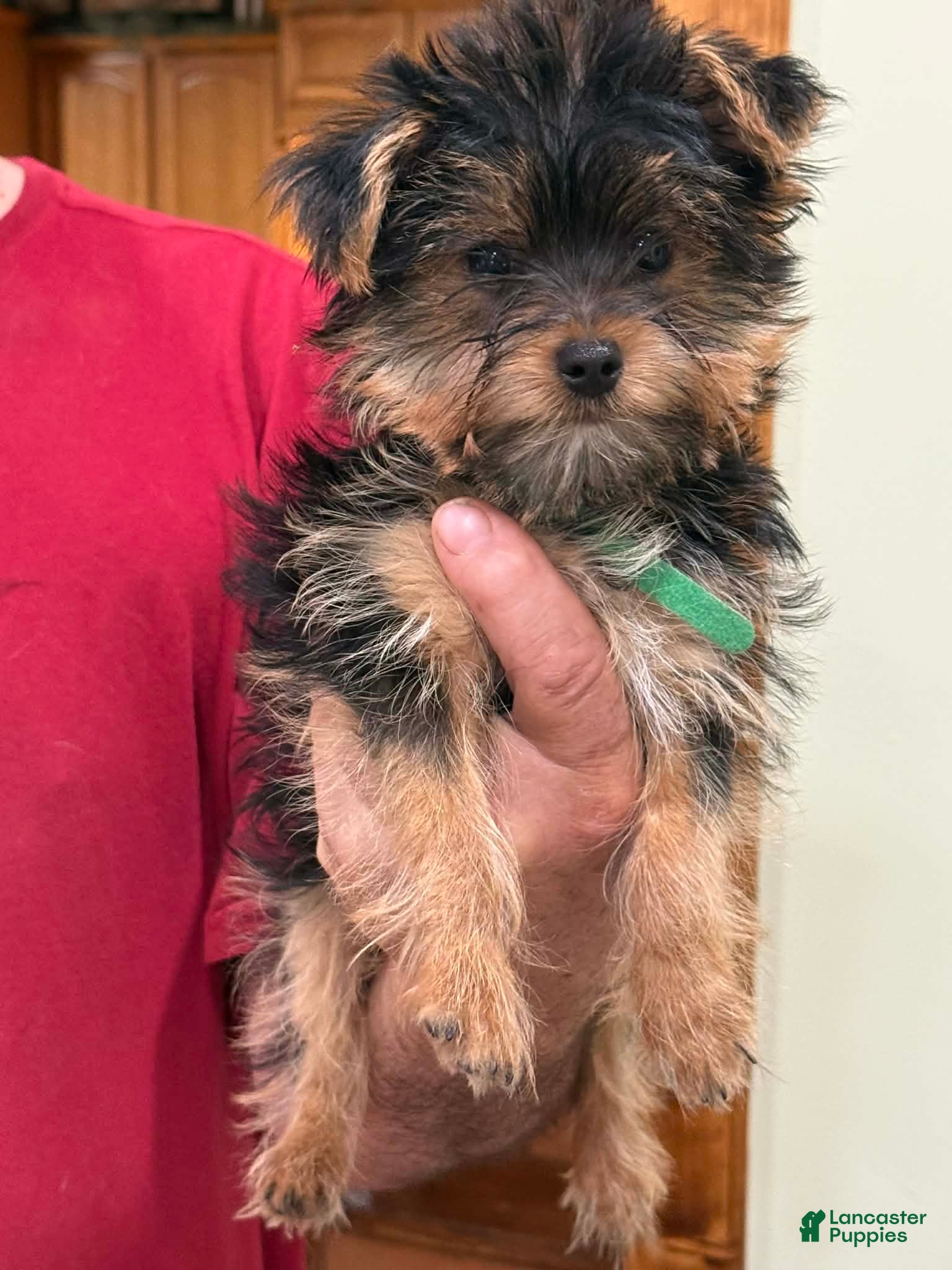Yorkshire Terrier dogs Yorkshire Terrier Puppy 2 - Ad 8