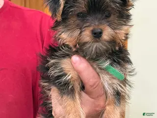 Yorkshire Terrier dogs Yorkshire Terrier Puppy 2 - Ad 18