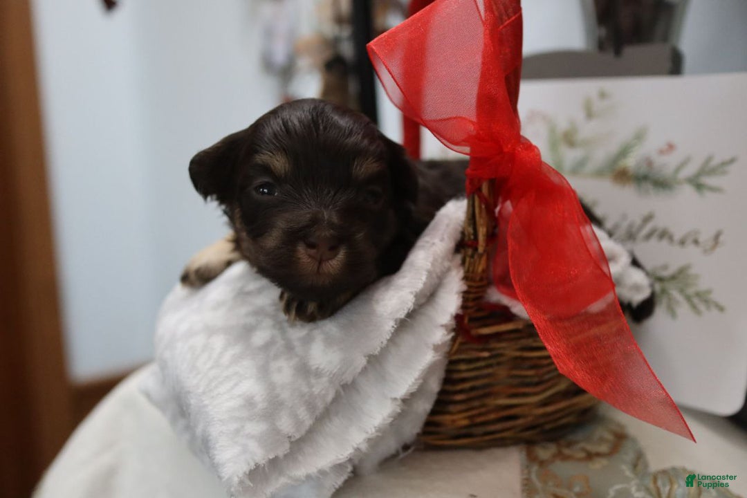 Havanese dogs for sale: Hershey Kiss - Ad 6